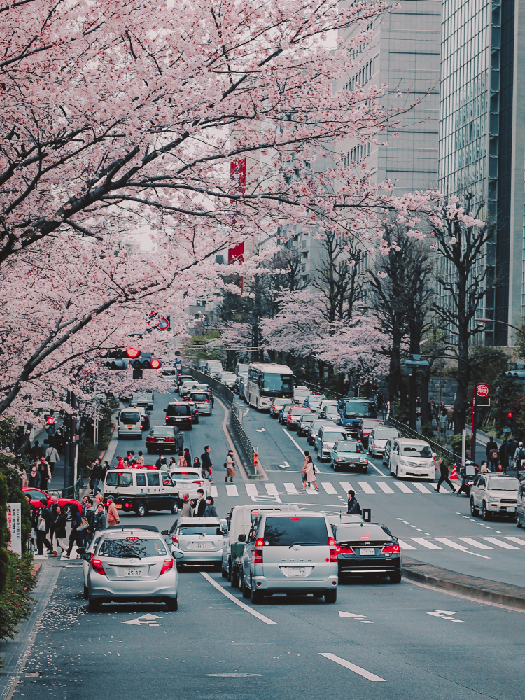 Hoa anh đào trên đường phố quận Chiyoda